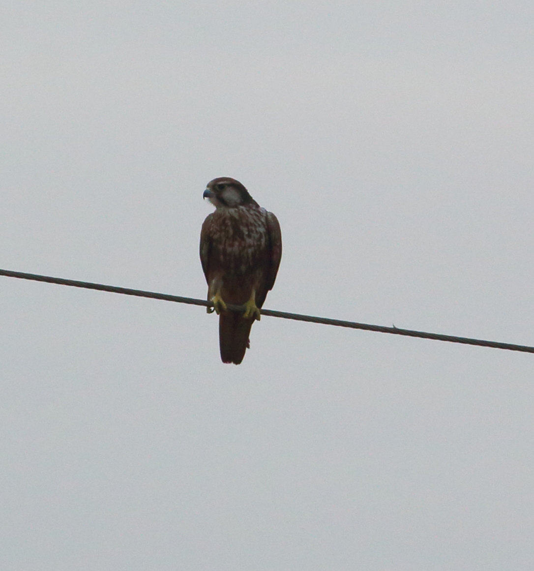 Laggar Falcon